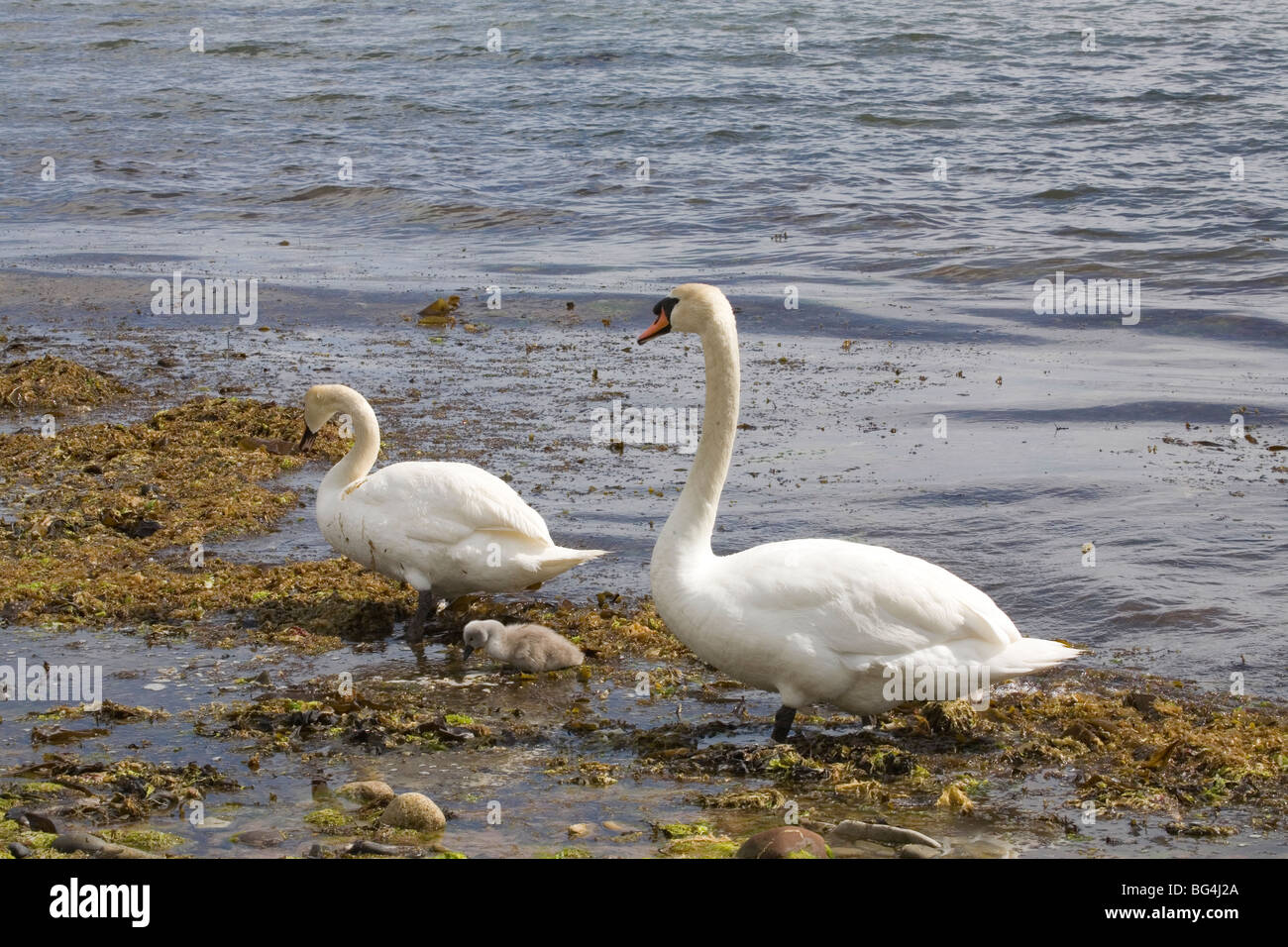 Stummschalten Sie Schwäne mit Cygnets, Whiting Bay, der Isle of Arran, Schottland, Juni 2009 Stockfoto