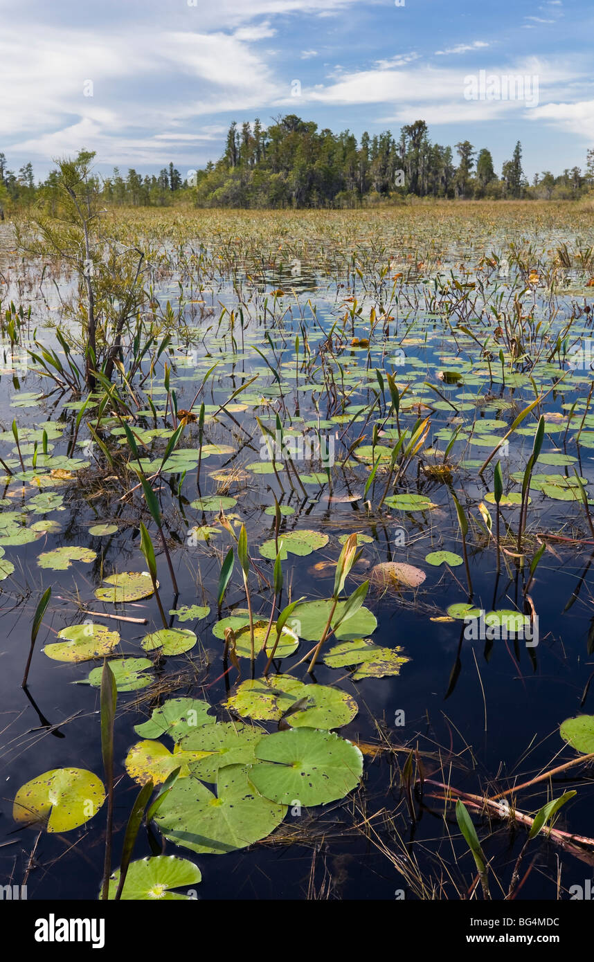 Das Okefenokee National Wildlife Refuge im südöstlichen Georgia, USA Stockfoto