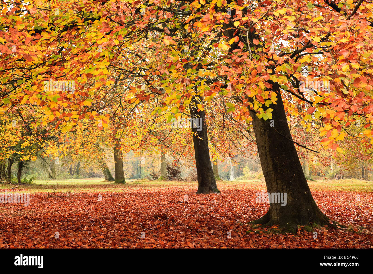 Herbstfärbung, Savernake Forest, in der Nähe von Marlborough, Wiltshire, UK Stockfoto