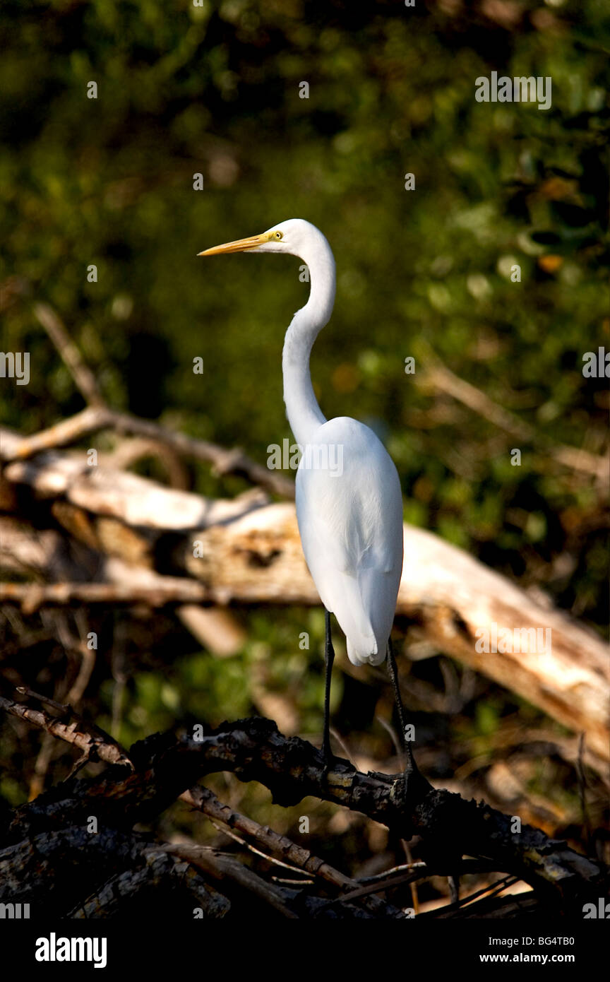 Silberreiher in den Sümpfen der Everglades in Florida, USA Stockfoto