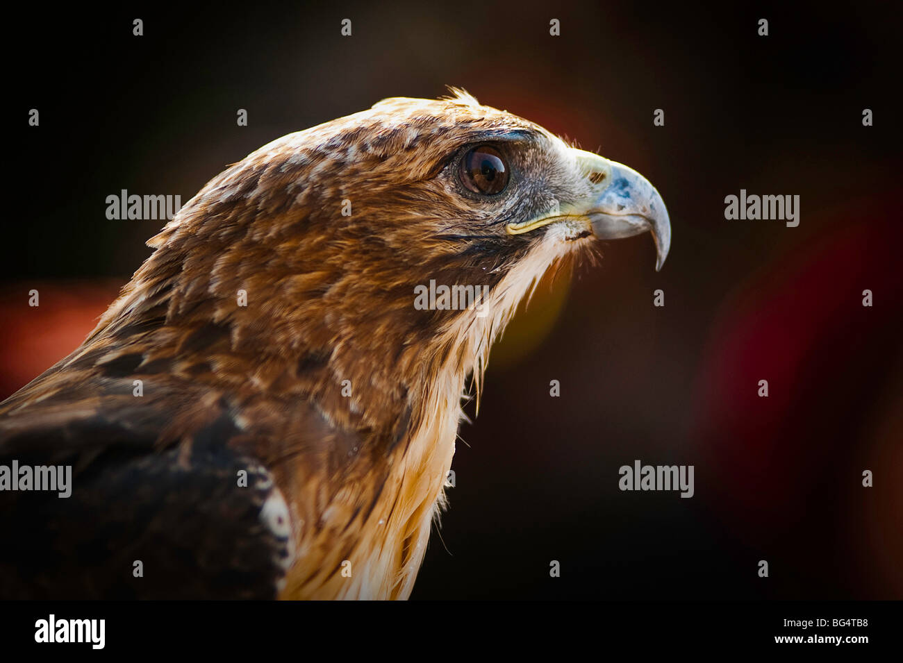 Jagd-Falke Stockfoto