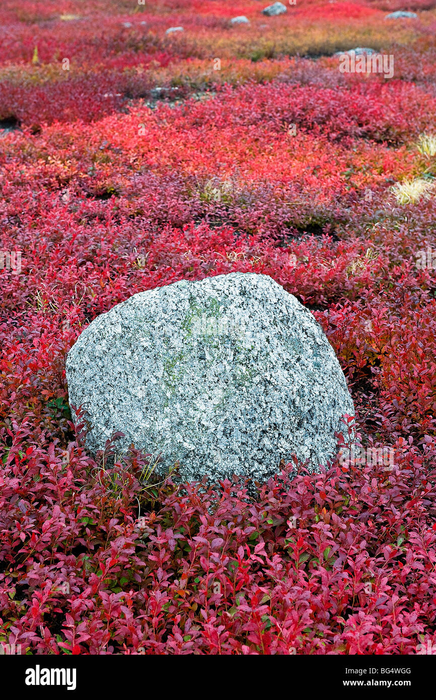 Herbst Heidelbeere Feld, Maine, ME, USA Stockfoto