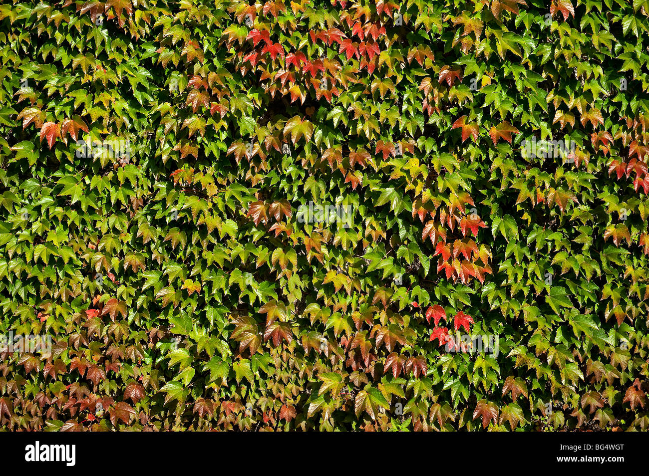 Wand des Boston-Efeu Stockfoto