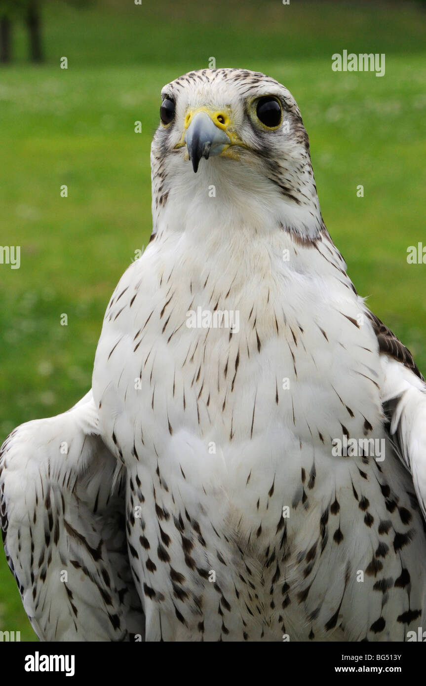 Männliche Hybride Falke (Falco Rusticolus X Falco Cherrug) Stockfoto