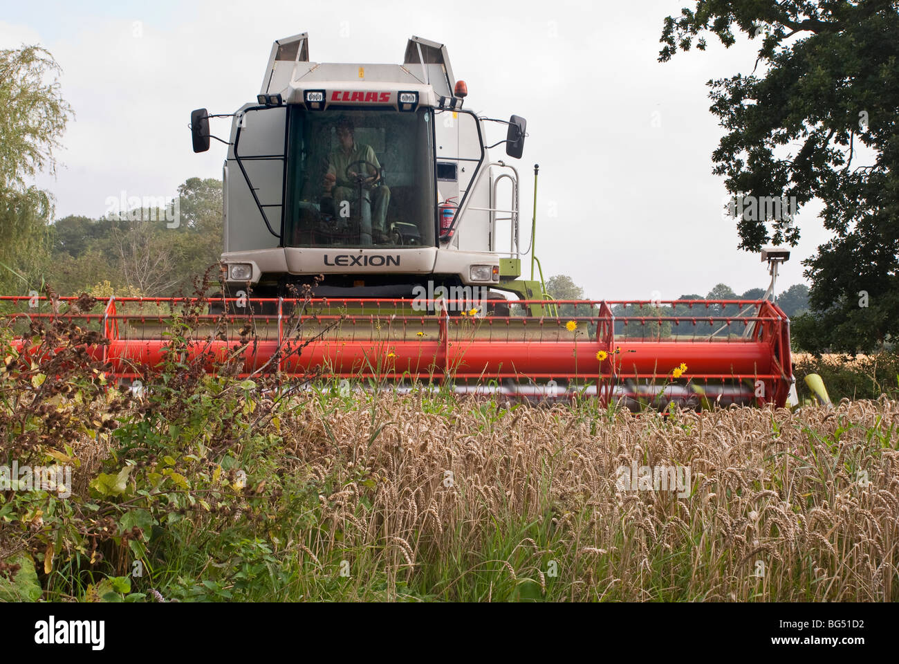Kombinieren Sie Harvester schneiden Weizen in Somerset, England Stockfoto