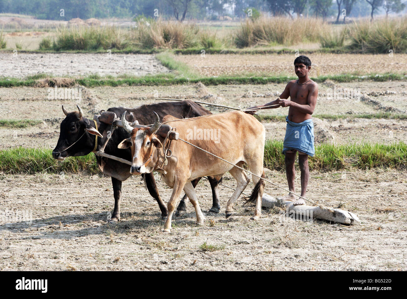 Bauer, der pflügt ein Reisfeld mit traditionellen Ochsen gezogen Pflug, Indien Stockfoto