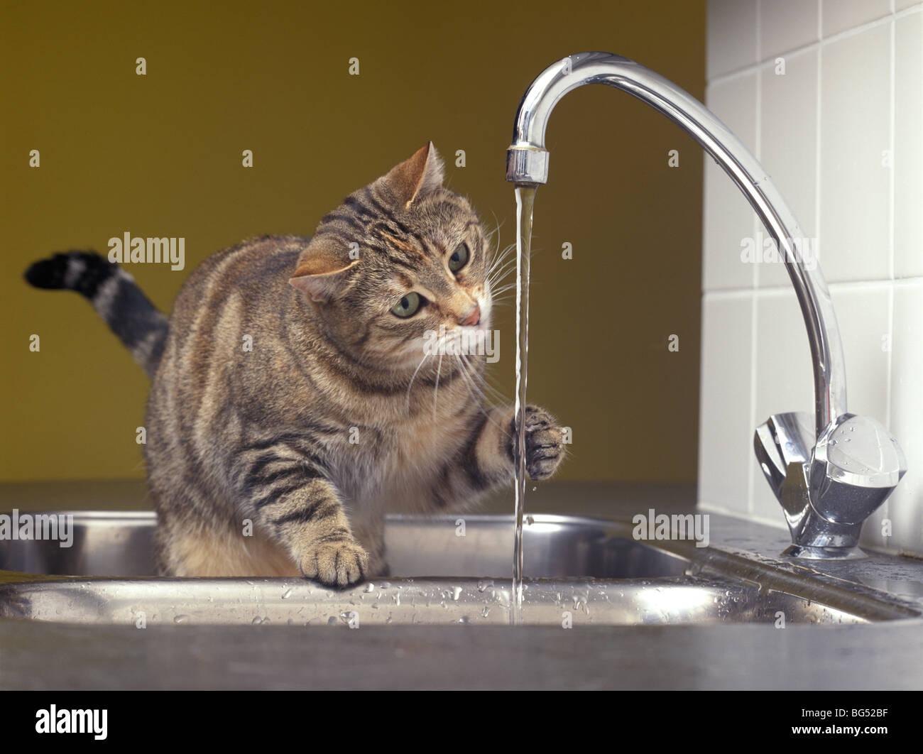 Tabby Katze spielt mit Wasser aus dem Wasserhahn Stockfoto