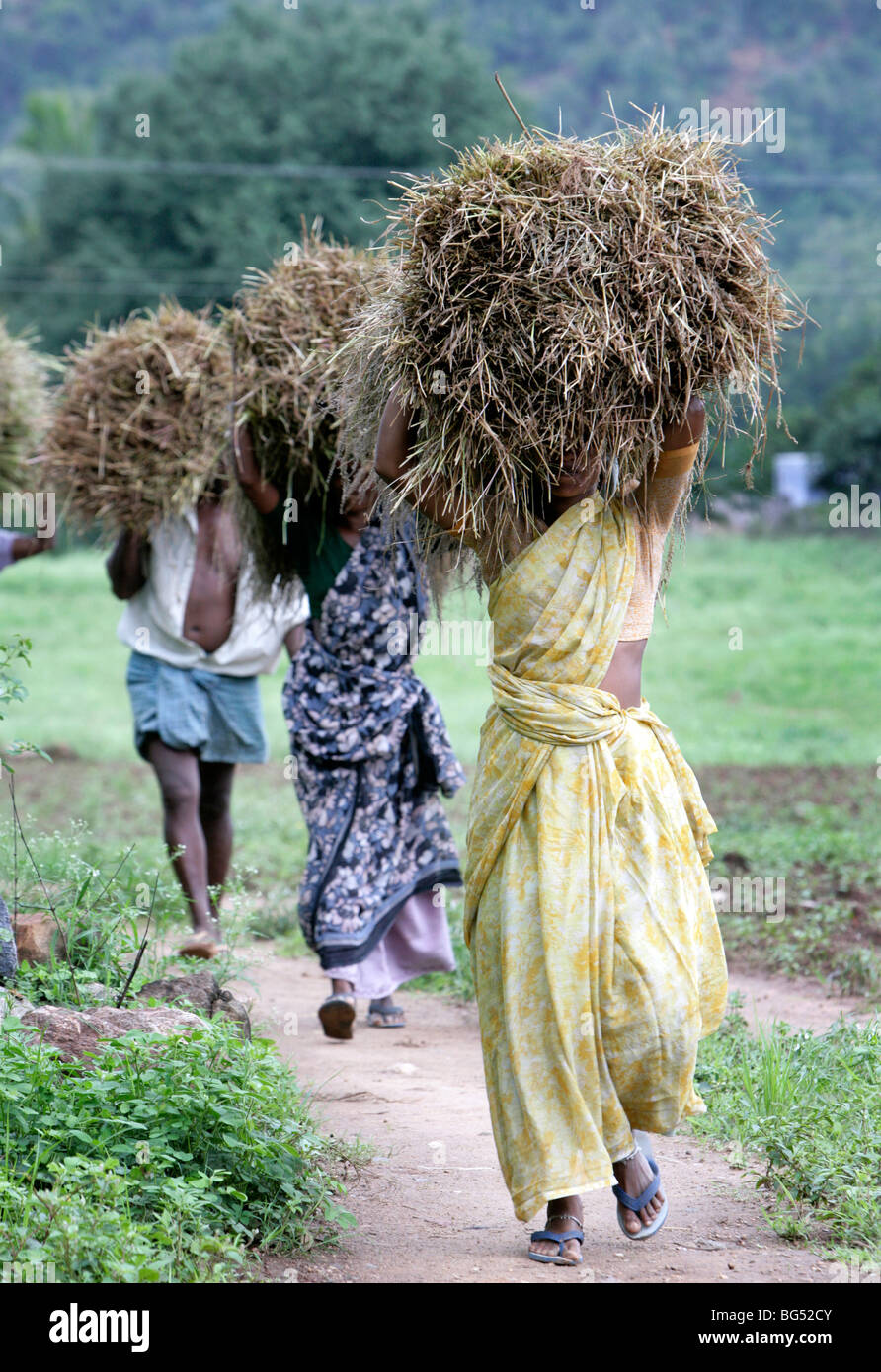 Frauen tragen Heu auf ihre Köpfe, Tamil Nadu, Indien Stockfoto