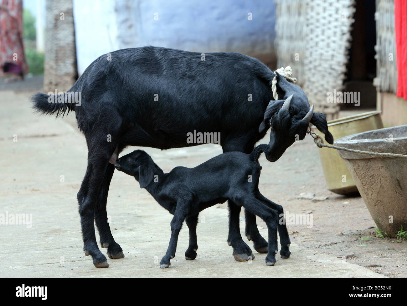 Schwarze Nanny Goat füttert ihr junges Kind Stockfoto