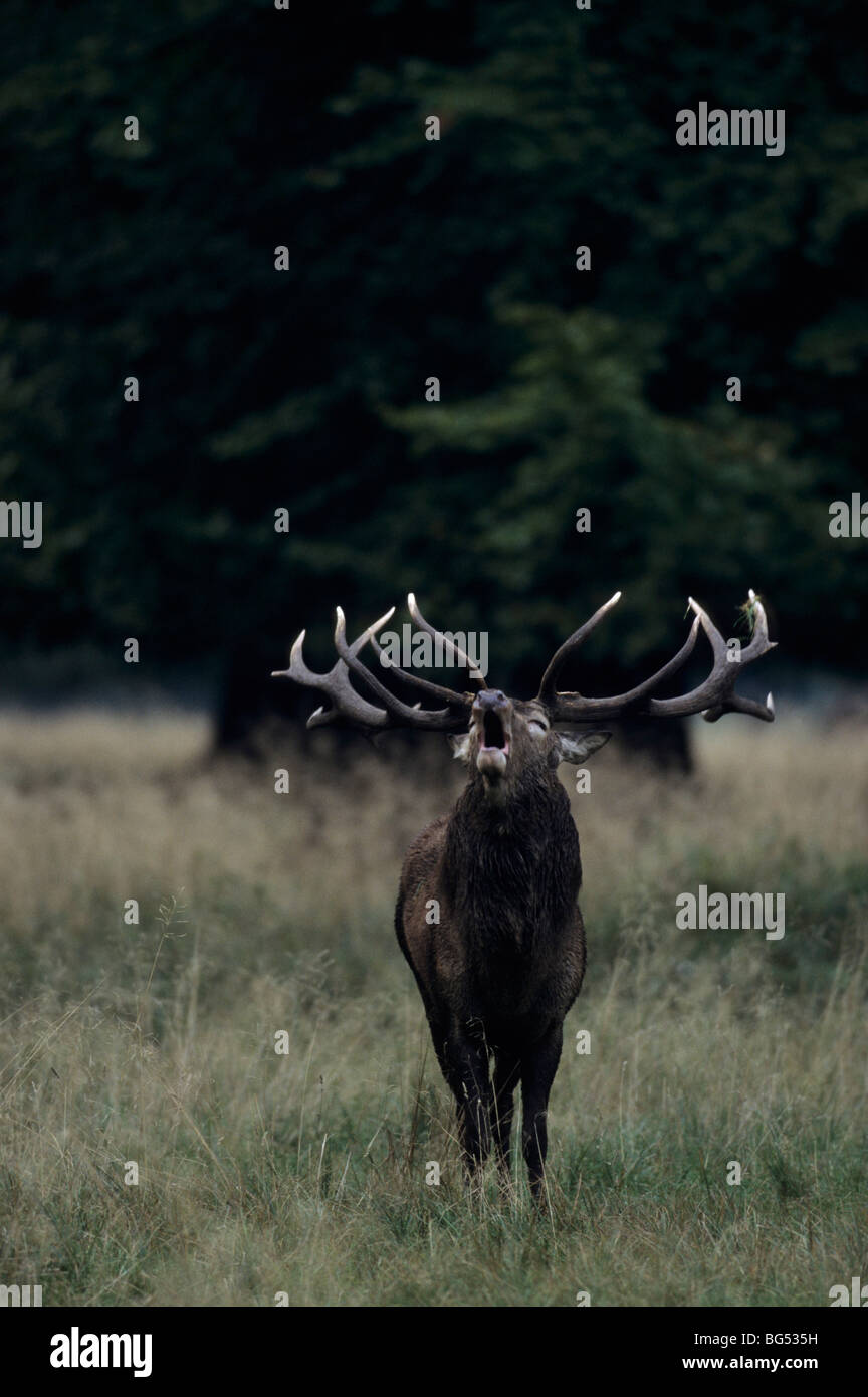 Rothirsch, Bull, Cervus elaphus Stockfoto