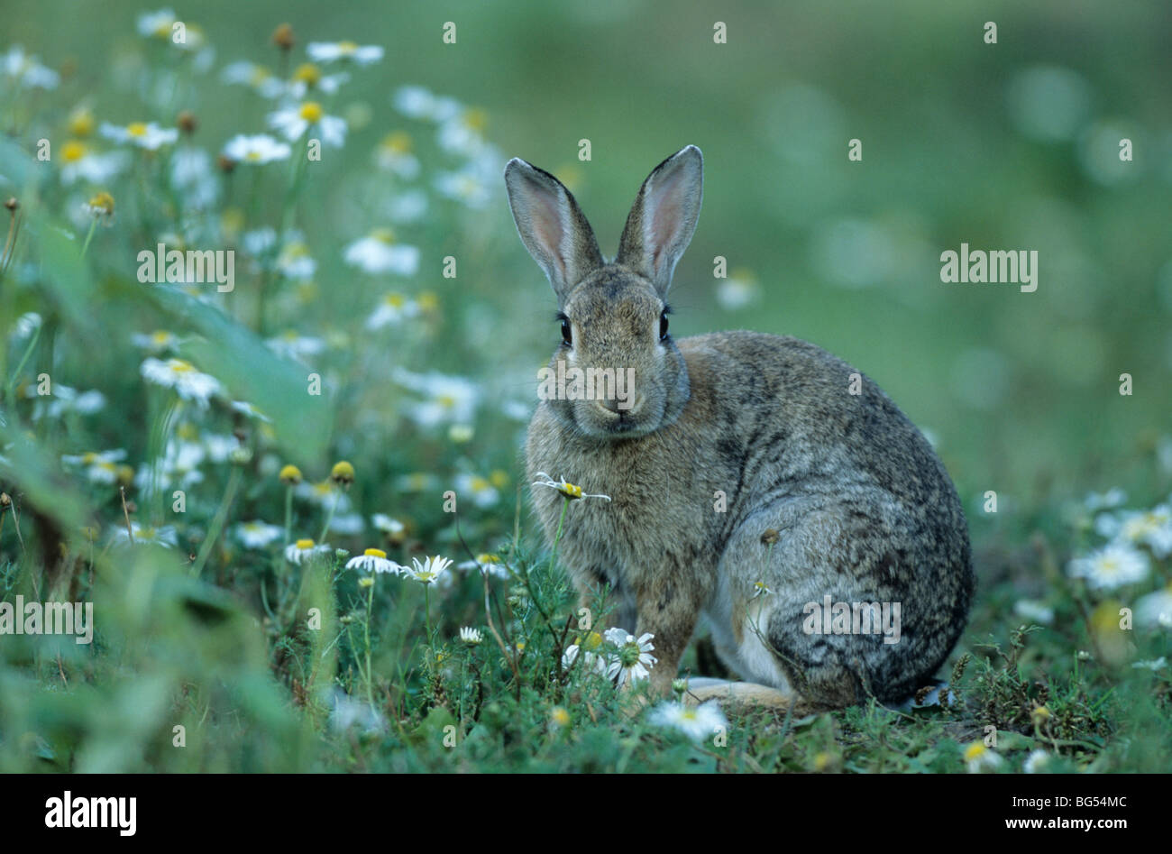 Europäische Kaninchen Oryctolagus cuniculus Stockfoto