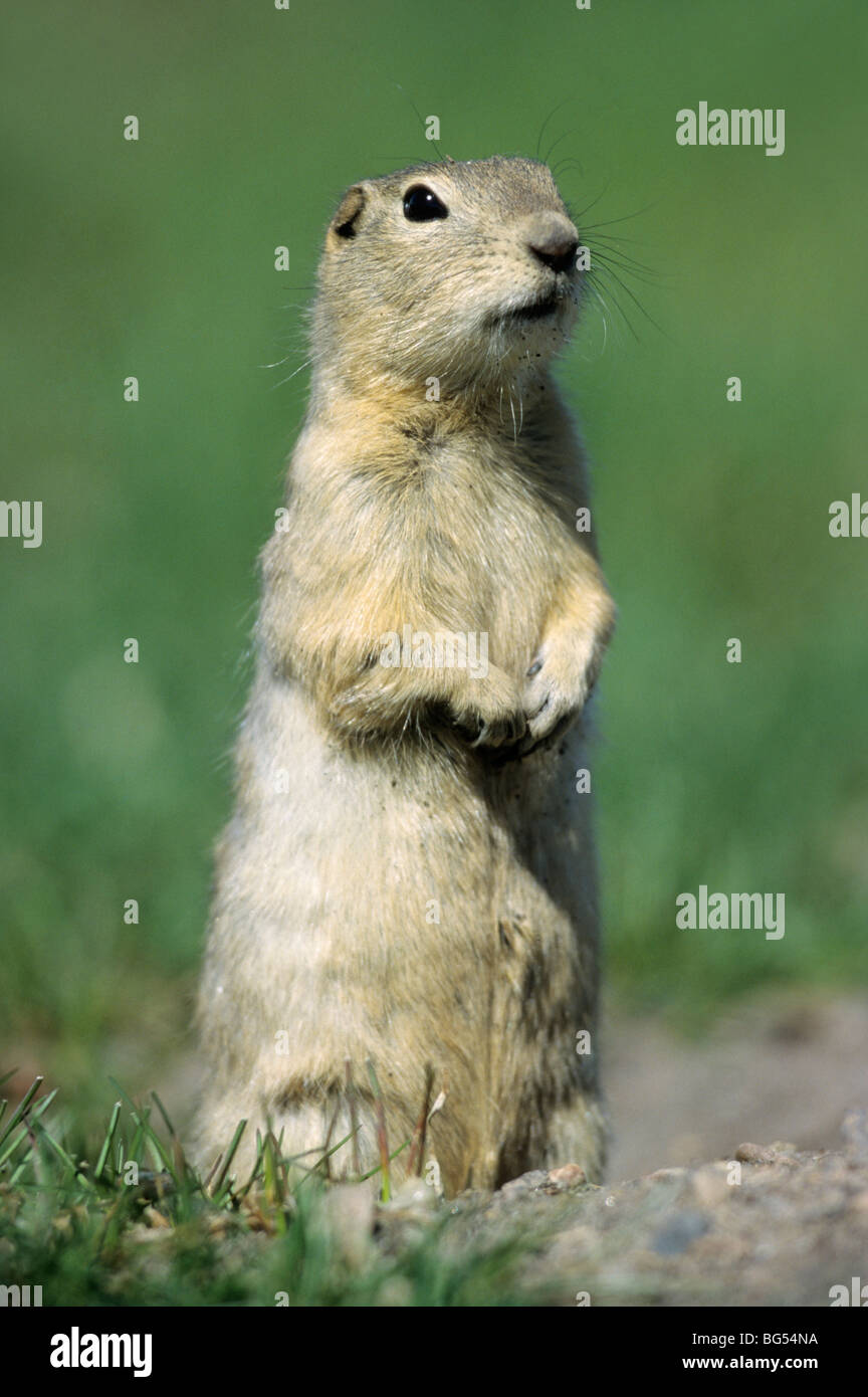 Richardson ist geschliffen, Eichhörnchen, Spermophilus Richardsonii, Citellus richardsoni Stockfoto