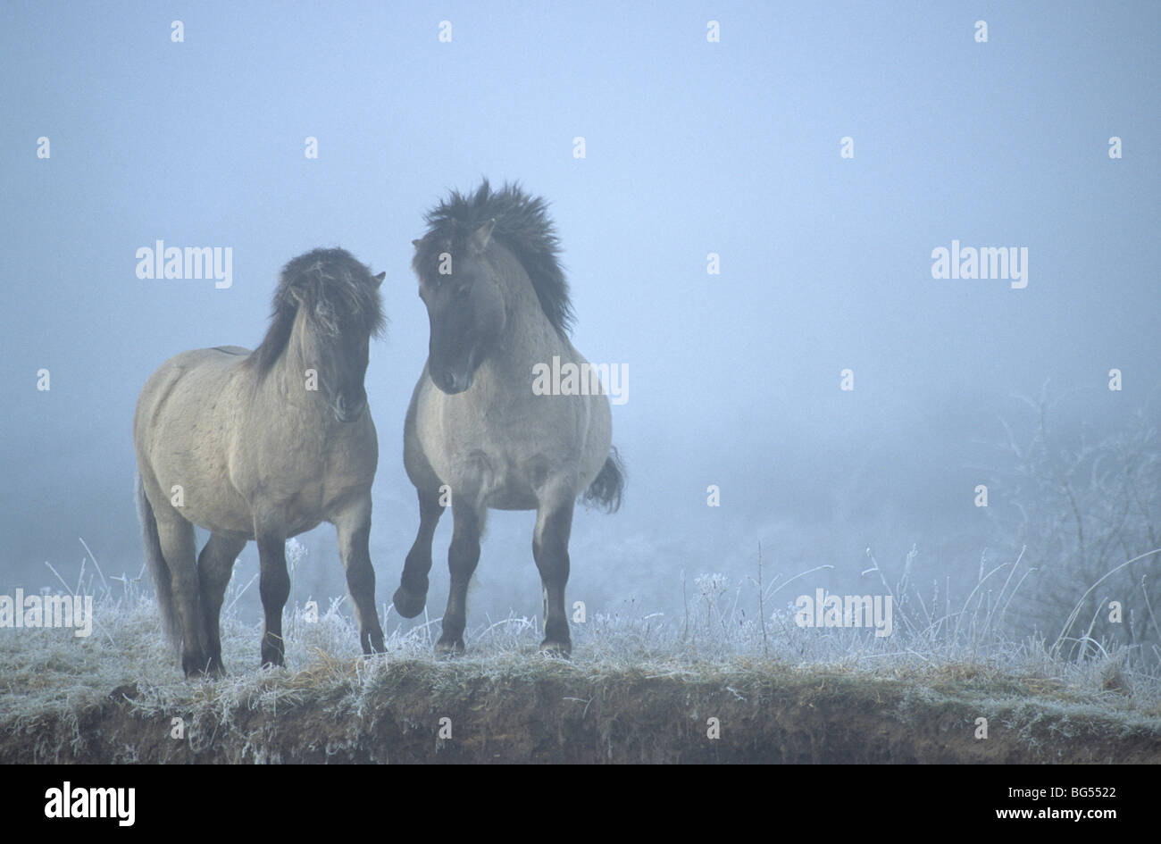 Konik, Hengste Tarpan, Equus Ferus gmelini Stockfoto