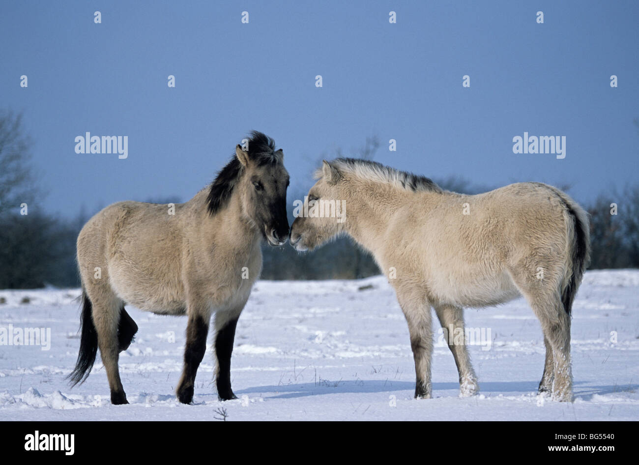 Konik, Fohlen Tarpan, Equus Ferus gmelini Stockfoto