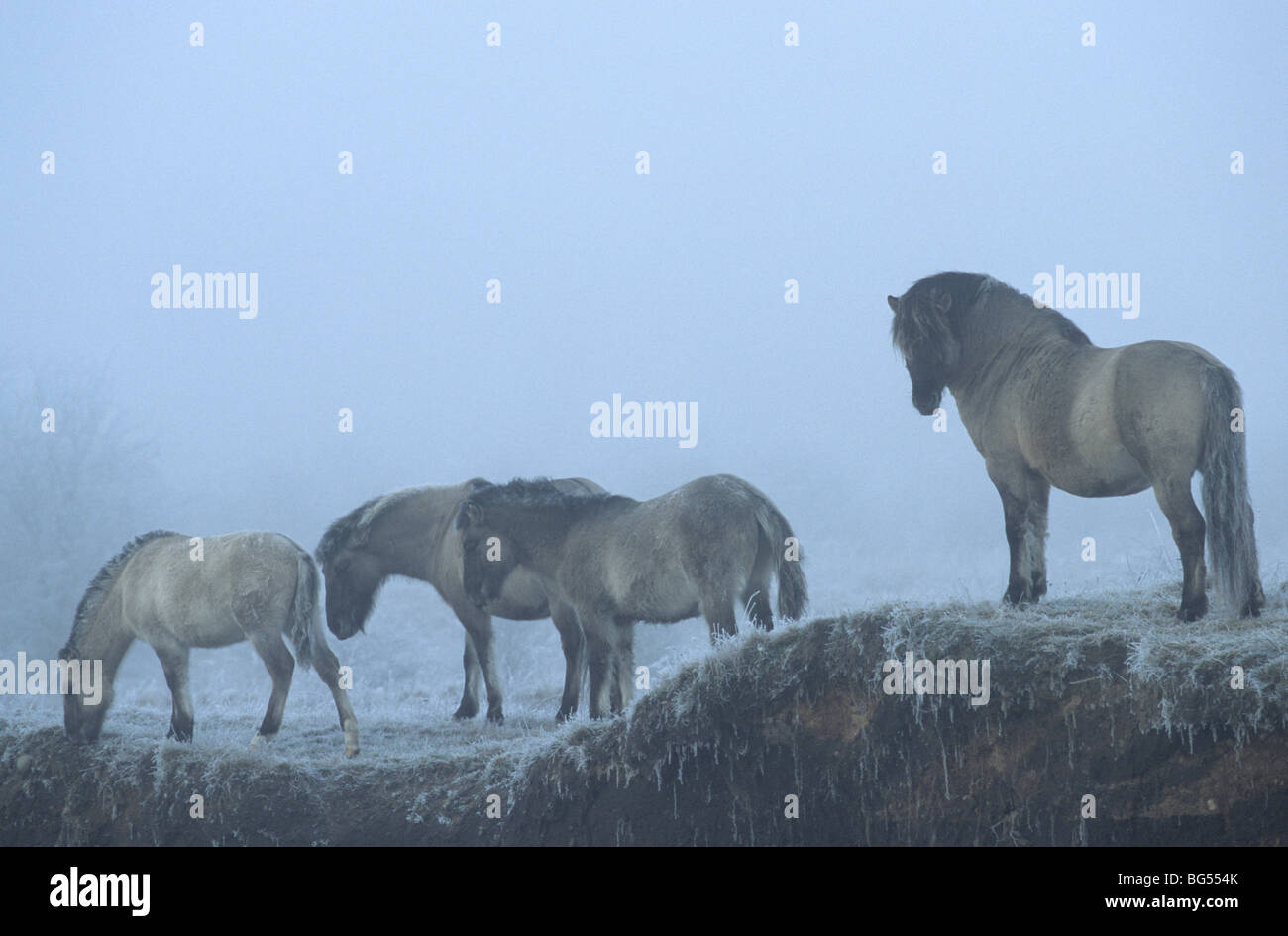 Konik, Hengst & Fohlen, Equus Ferus gmelini Stockfoto