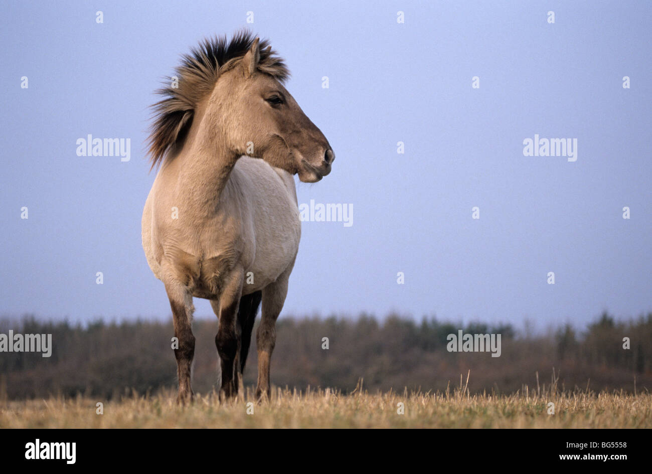 Konik, Stute Tarpan, Equus Ferus gmelini Stockfoto