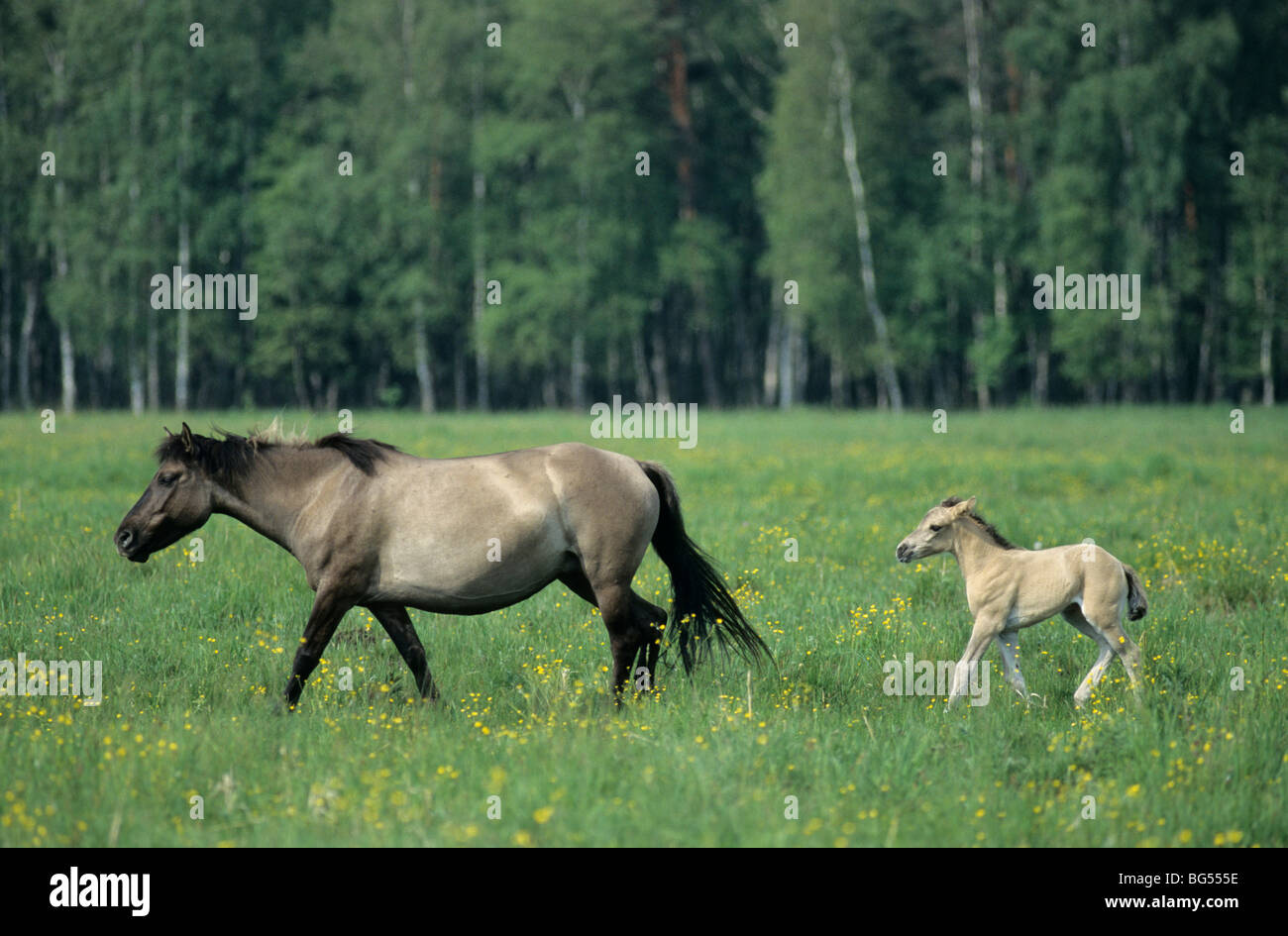 Konik, Stute & Fohlen, Equus Ferus gmelini Stockfoto