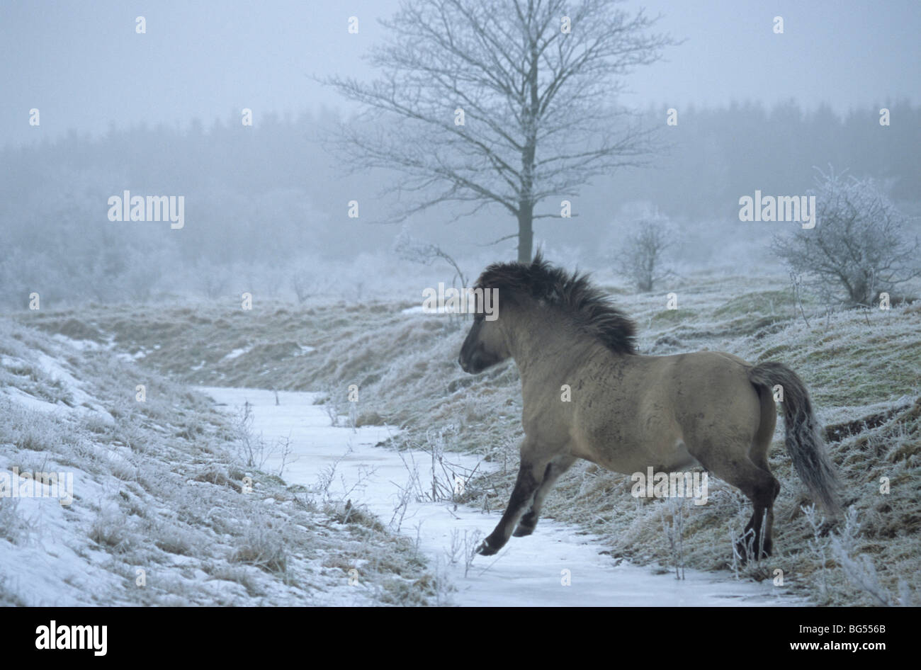 Konik, Hengst Tarpan, Equus Ferus gmelini Stockfoto