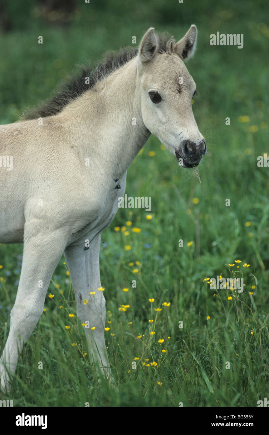 Konik - Fohlen (Rueckzuecht.Waldtarpan) / Konik - Fohlen (Tarpan) / Equus Ferus Gmelini Stockfoto