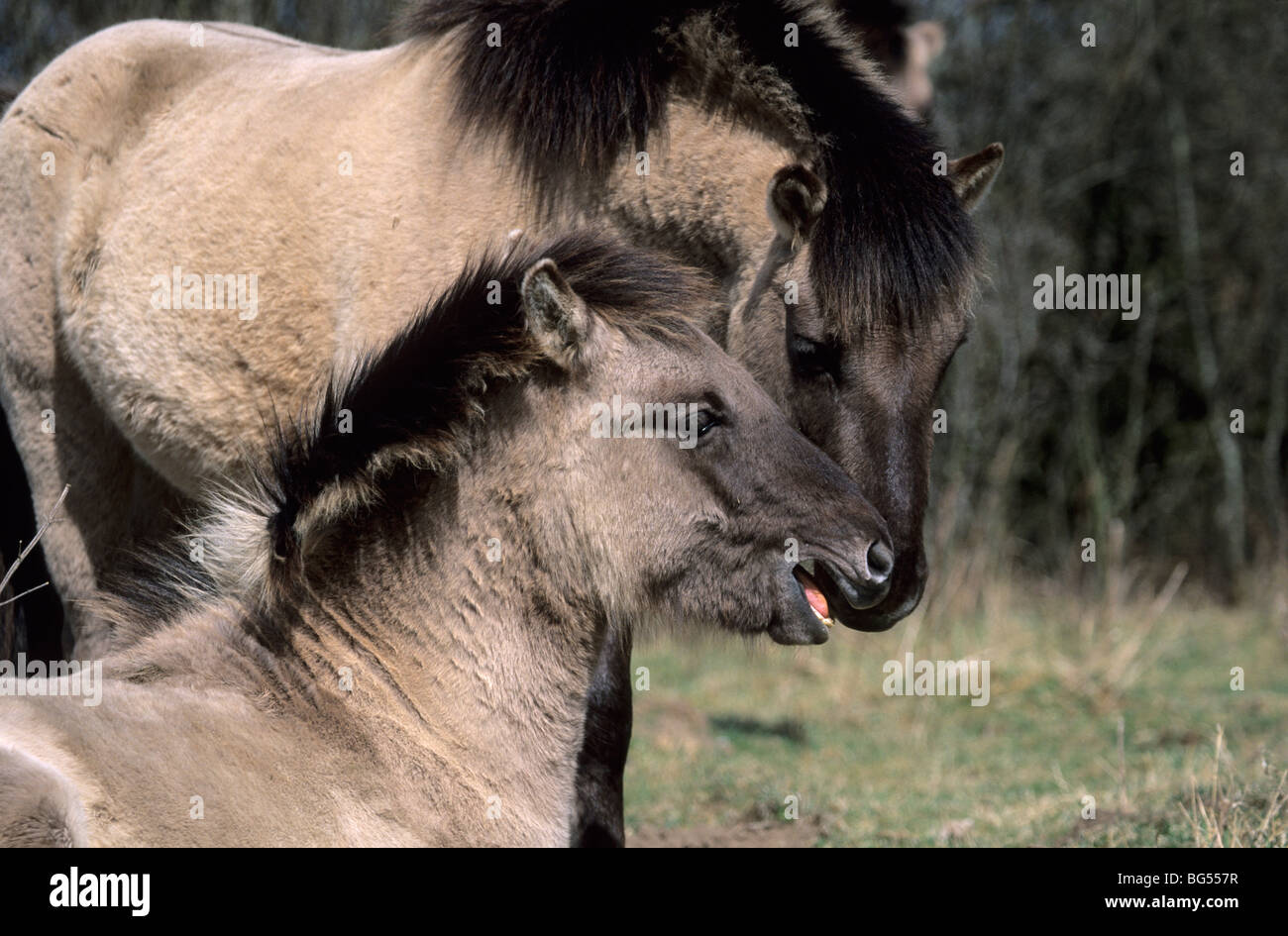 Konik, Hengste Tarpan, Equus Ferus gmelini Stockfoto