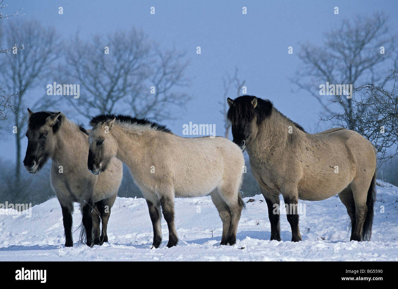 Konik, Hengst, Stute & Fohlen, Equus Ferus gmelini Stockfoto