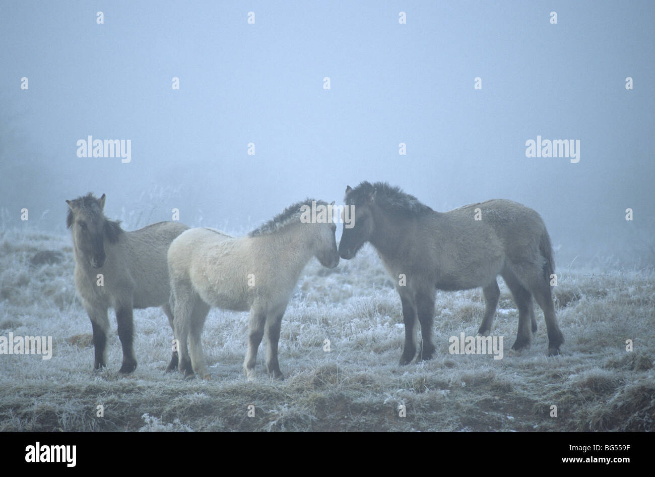Konik, Fohlen Tarpan, Equus Ferus gmelini Stockfoto