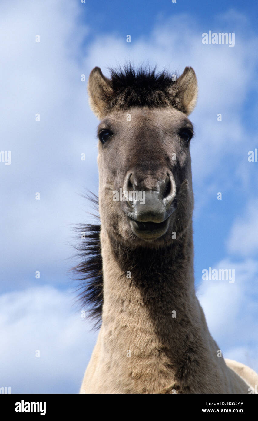Konik - Hengst (Rueckzuecht.Waldtarpan) / Konik - Hengst (Tarpan) / Equus Ferus Gmelini Stockfoto