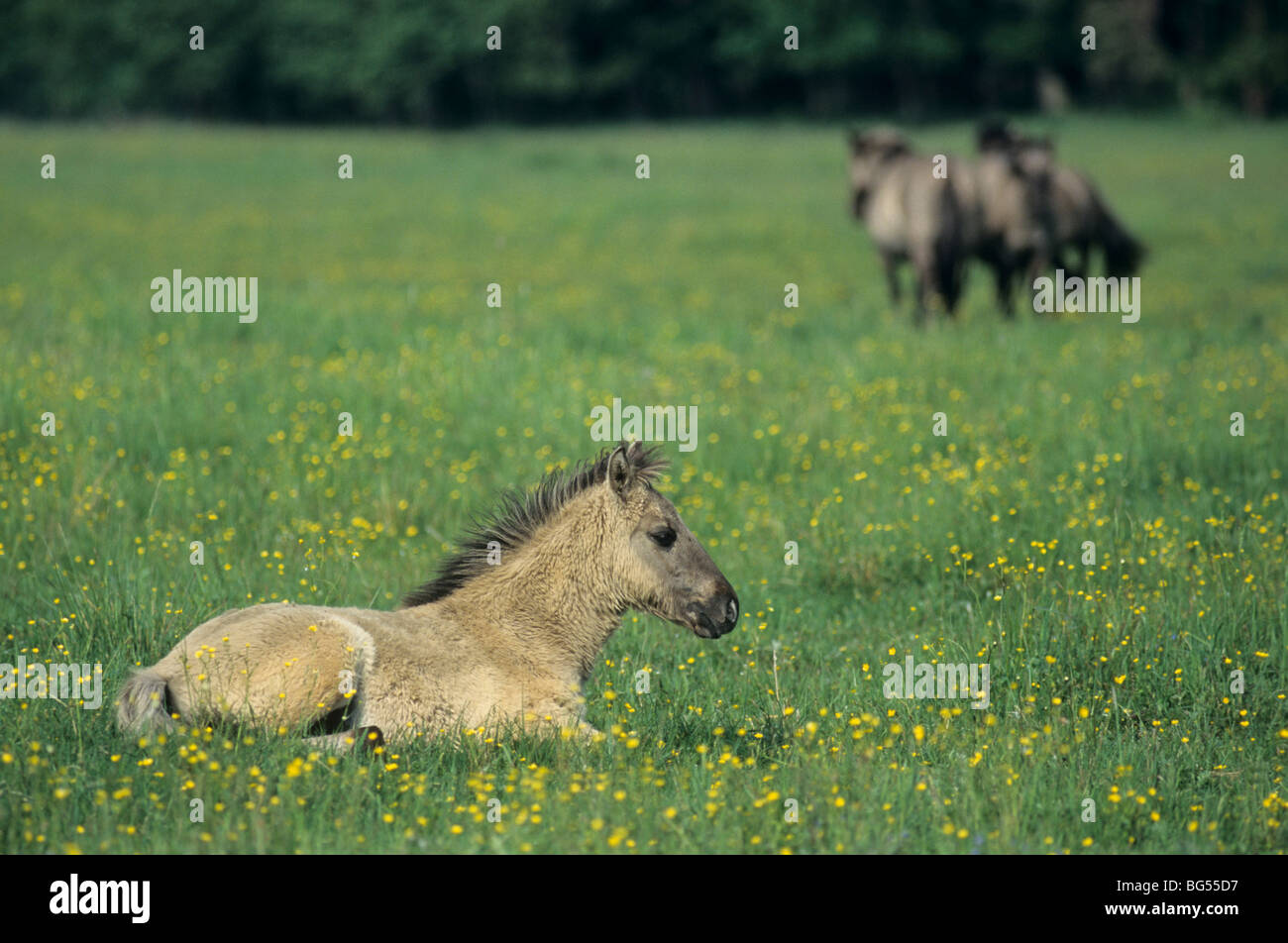 Konik, Stuten & Fohlen, Equus Ferus gmelini Stockfoto