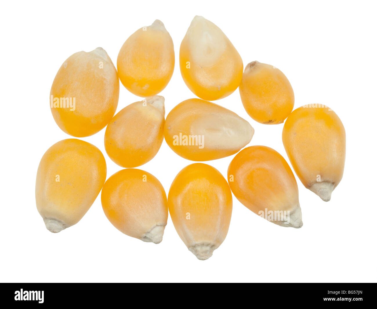 Rohe Popcorn isoliert auf weißem Hintergrund Stockfoto