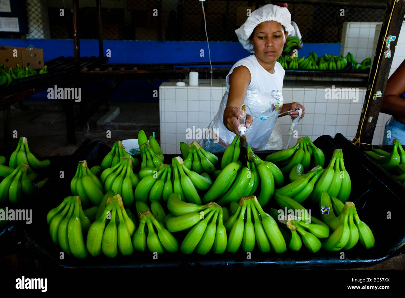 Eine kolumbianische Mädchen Bananen vor dem Verpacken auf der  Bananenplantage in Aracataca, Kolumbien Chemikalien zuweisen  Stockfotografie - Alamy