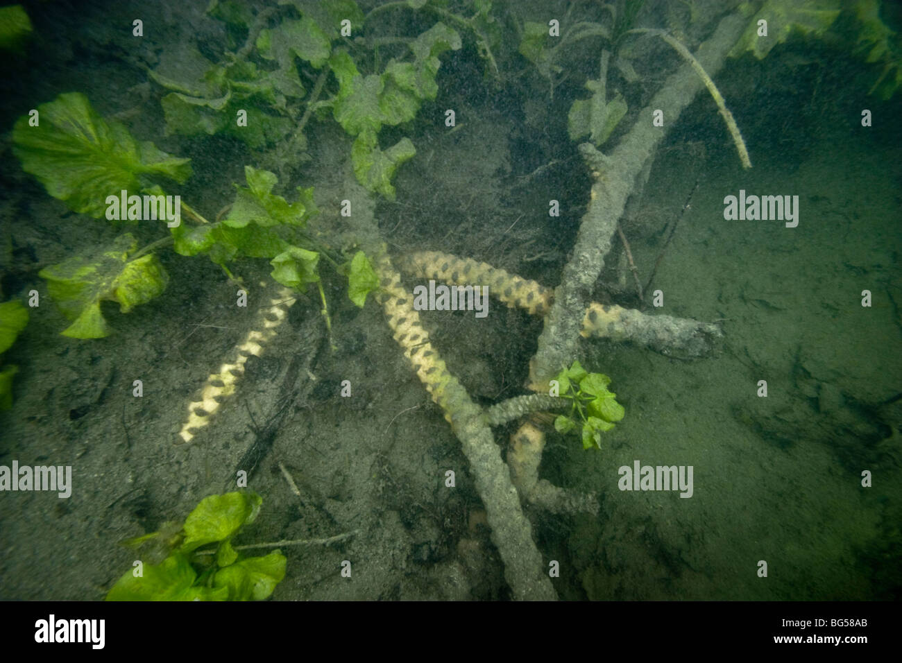 Das Rhizom eine gelbe Seerose (Teichrosen Lutea), in einem JuraSee
