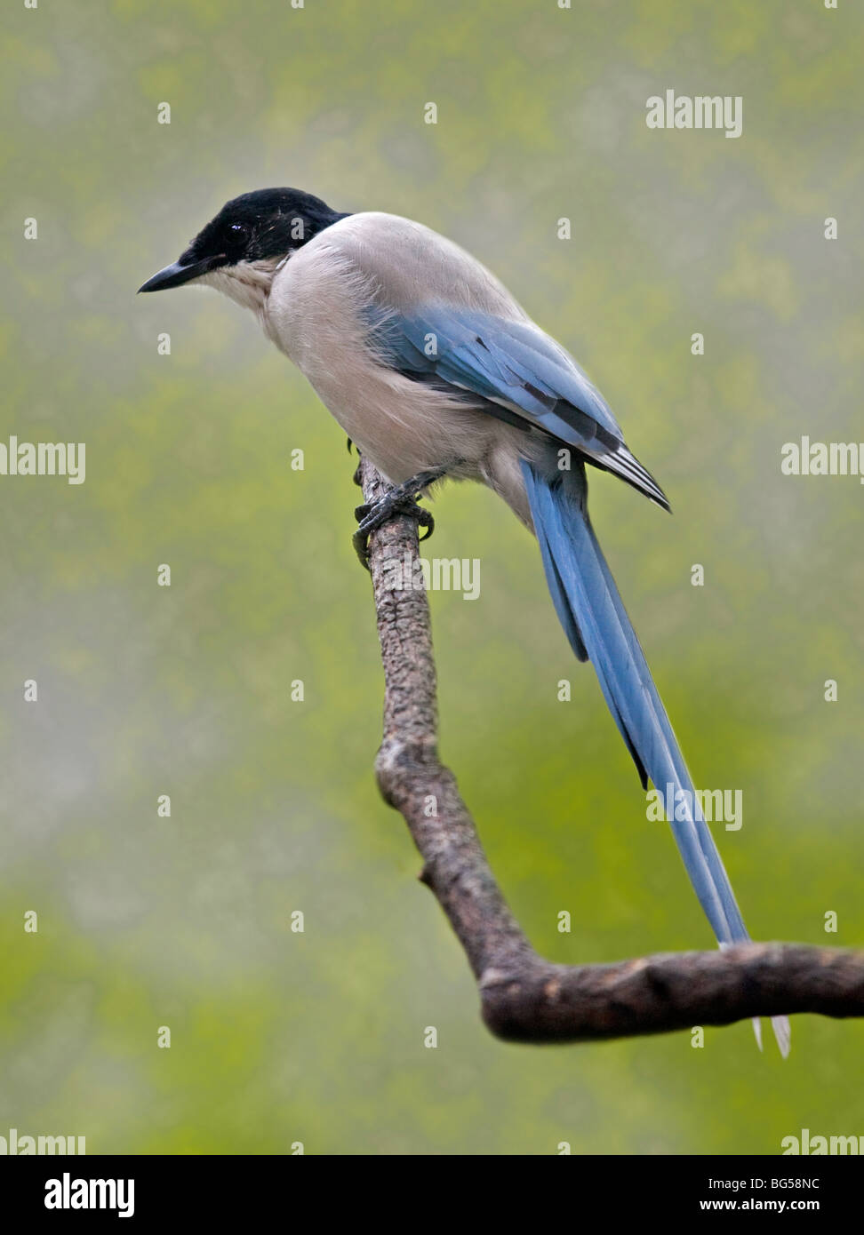 Azure-Winged Elster (Cyanopica Cyana) Stockfoto
