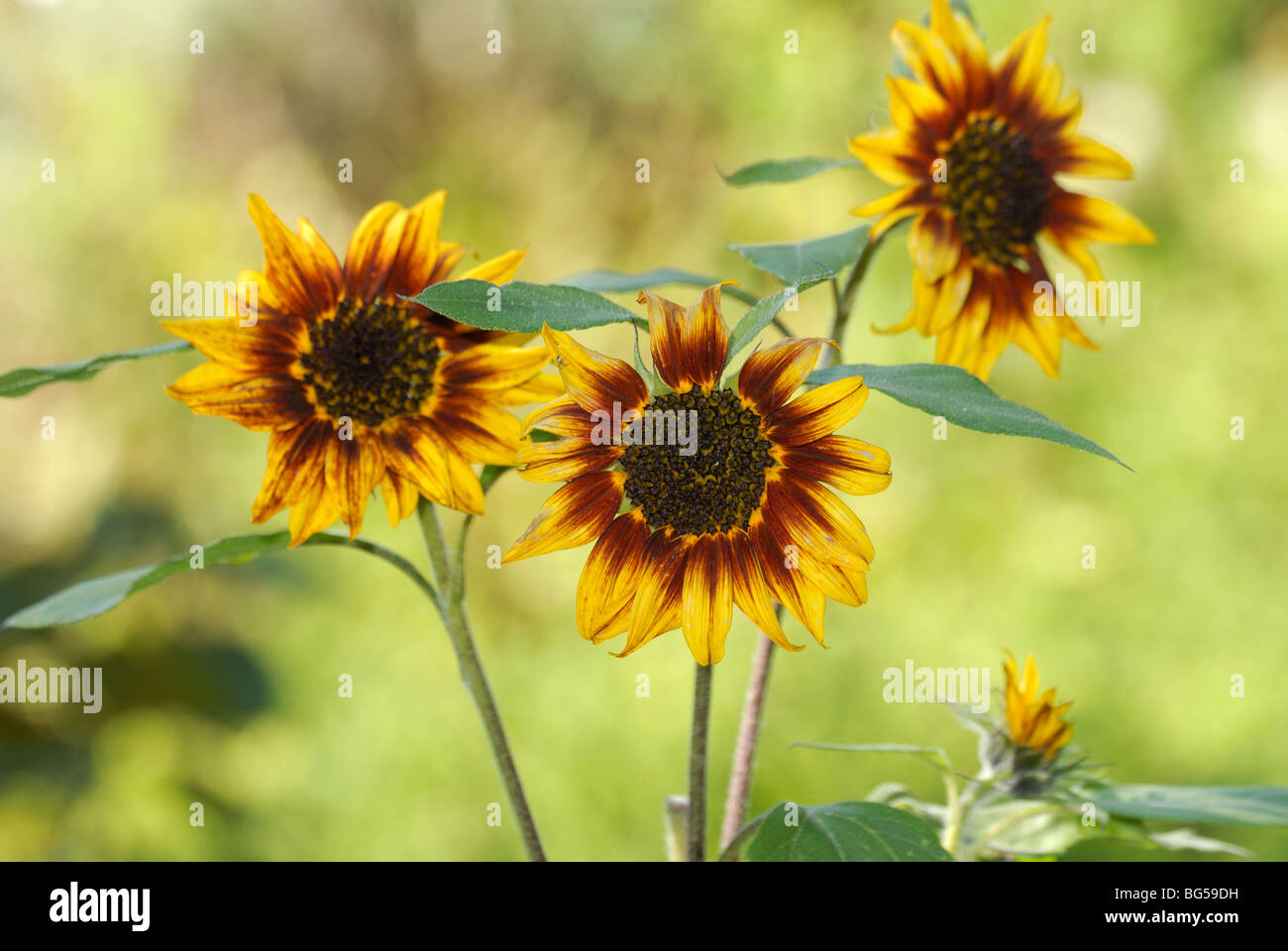 Feuerring Sonnenblume Stockfotos Und Bilder Kaufen Alamy