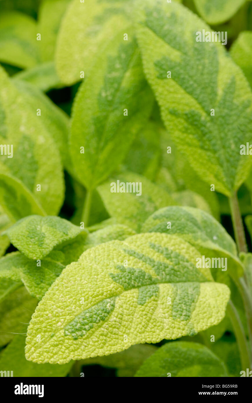 Salvia officinalis Icterina, bunte Salbeiblätter. Stockfoto