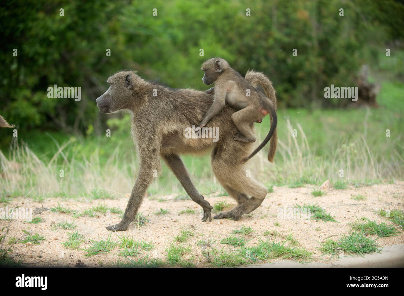 Pavian-Mutter und Baby, Krüger-Nationalpark. Südafrika / Stockfoto