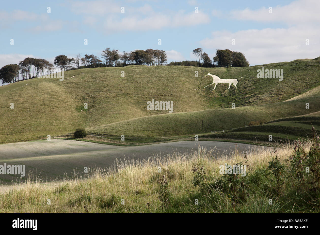 White Horse, Cherhill, Marlborough Downs, Wiltshire, England, Großbritannien Stockfoto