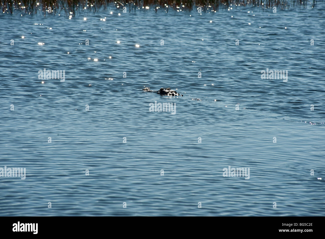 Alligator Schwimmen im Everlgades, auch bekannt als Alligator Alley in Florida, USA Stockfoto