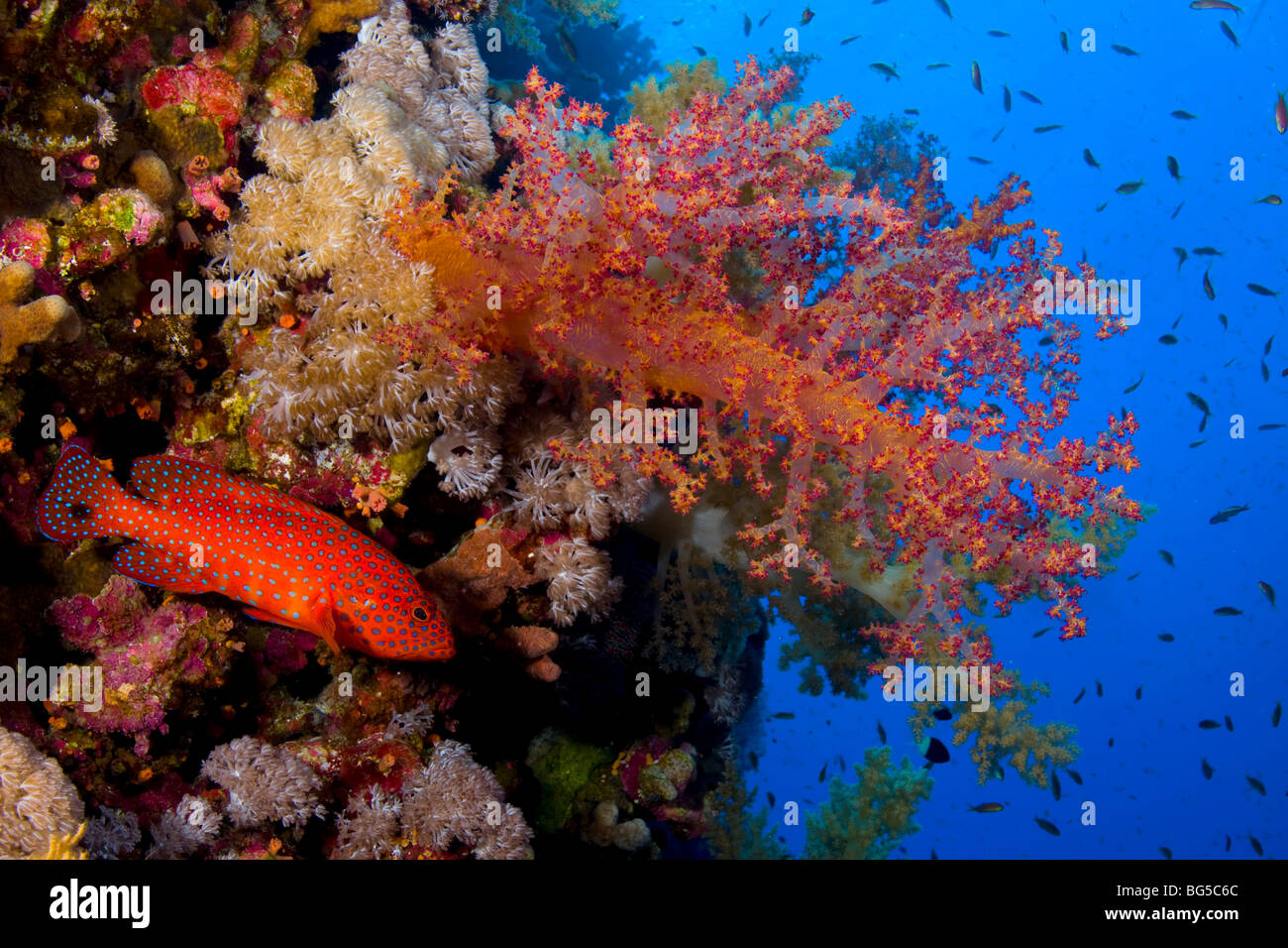 Korallenriffe des Roten Meeres, Unterwasser, tropischen Riff, bunten, weichen Korallen, Fische, Anthias, Scuba, Tauchen, Meer, Meer, Blauwasser Stockfoto