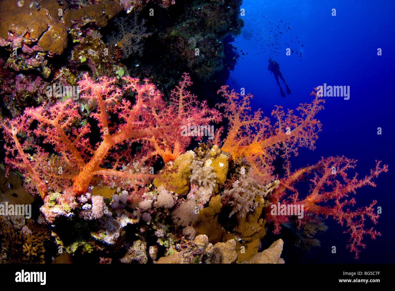 Korallenriffe des Roten Meeres, Unterwasser, weiche Koralle, tropischen Riff, blaues Wasser, Tiefe, Sichtbarkeit, Taucher, Silhouette, bunt, Ozean, Stockfoto