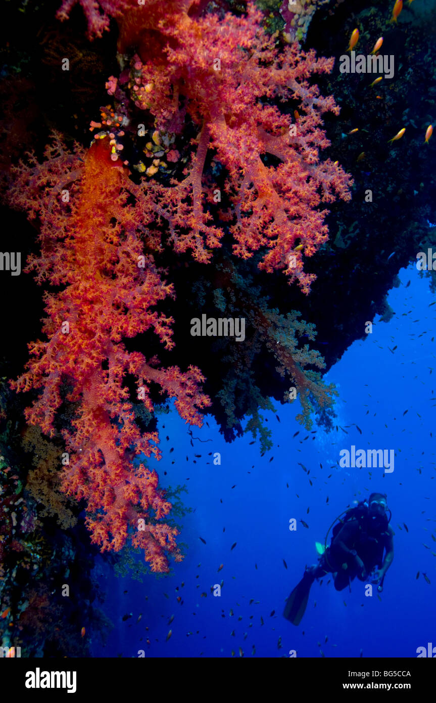 Taucher mit Kamera im Roten Meer mit roten Weichkorallen, Ras Mohammed Nationalpark, Ägypten, Taucher, Tauchen, Meer, Leben im Meer Stockfoto
