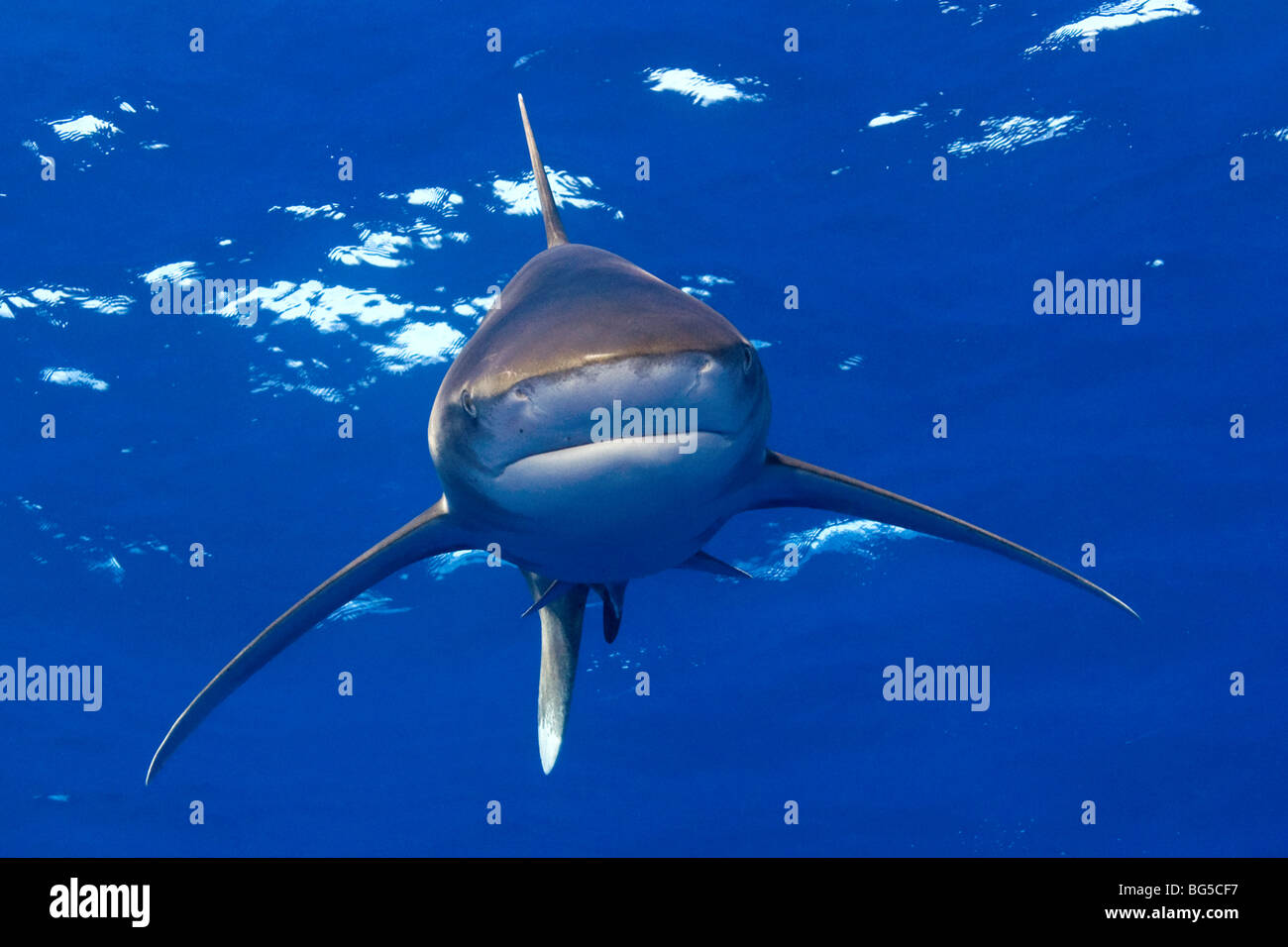 Ozeanische Weißspitzen Hai im Roten Meer unter Wasser, Flossen, Blauwasser, Hai, Raubtier, Jagd, Betäubung, Ägypten, beängstigend, flossen Stockfoto