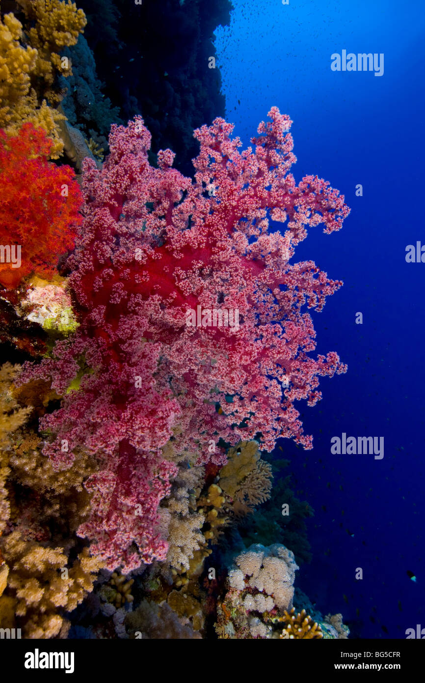 Rotes Meer Korallen Riffe, Ras Mohammed, Nationalpark, Unterwasser, bunten, weichen Korallen, Ägypten, Ozean, Meer, Unterwasserwelt, Weichkorallen Stockfoto