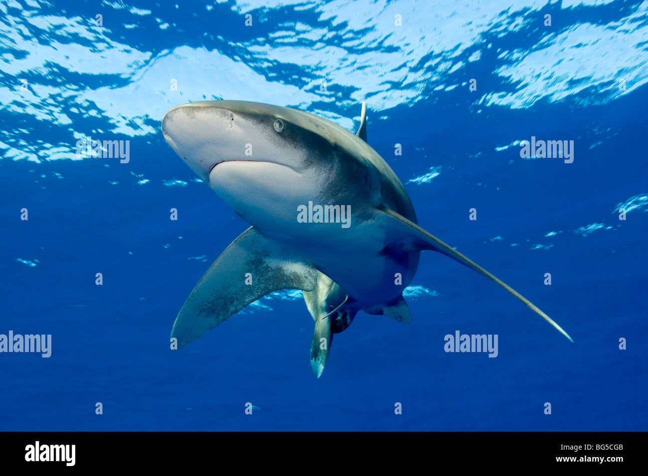 Ozeanische Weißspitzen Hai im Roten Meer, blauen Wasser, Unterwasser, Ägypten, Raubtier, Flossen, Jagd, Flachwasser, atemberaubende, Stockfoto