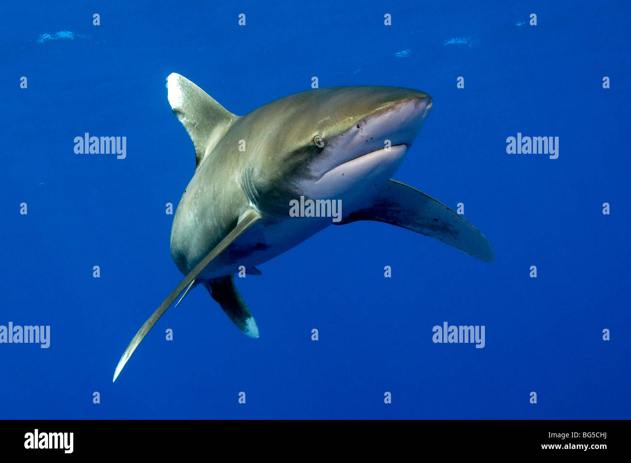 Ozeanische Weißspitzen Hai im Roten Meer, Ägypten, Raubtier, genial, Flossen, atemberaubend, blaues Wasser, Unterwasserwelt, blaues Wasser, beängstigend Stockfoto