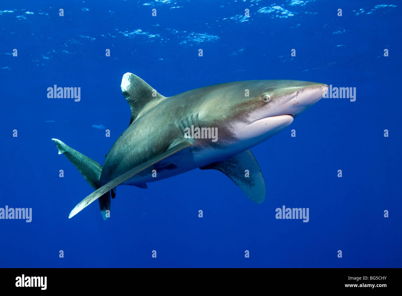 Ozeanische Weißspitzen Hai im Roten Meer, Ägypten, Unterwasser, Raubtier, atemberaubend, blaues Wasser, Unterwasserwelt, blaues Wasser, beängstigend Stockfoto