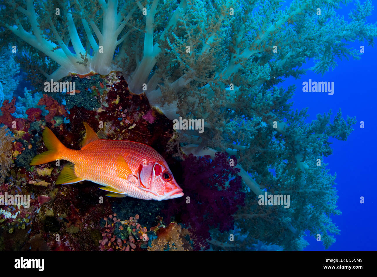 Korallenriffe des Roten Meeres, Ras Mohammed, Nationalpark, bunte, Ozean, Meer, Tauchen, Tauchen, Unterwasserwelt, Leben im Meer, Angeln in Weichkorallen Stockfoto