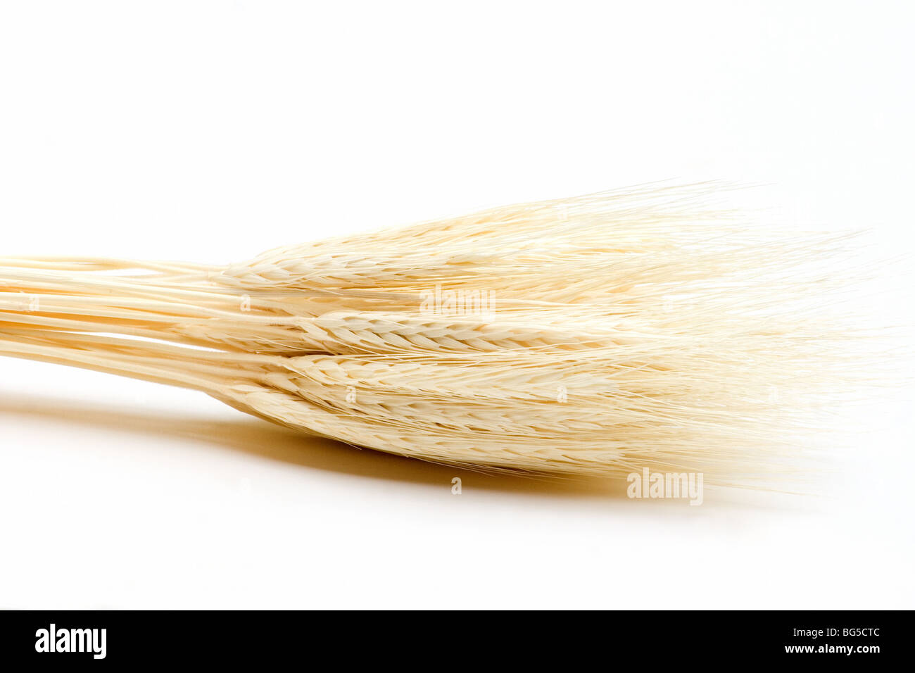 Nahaufnahme von Weizen Garbe auf weißem Hintergrund Stockfoto