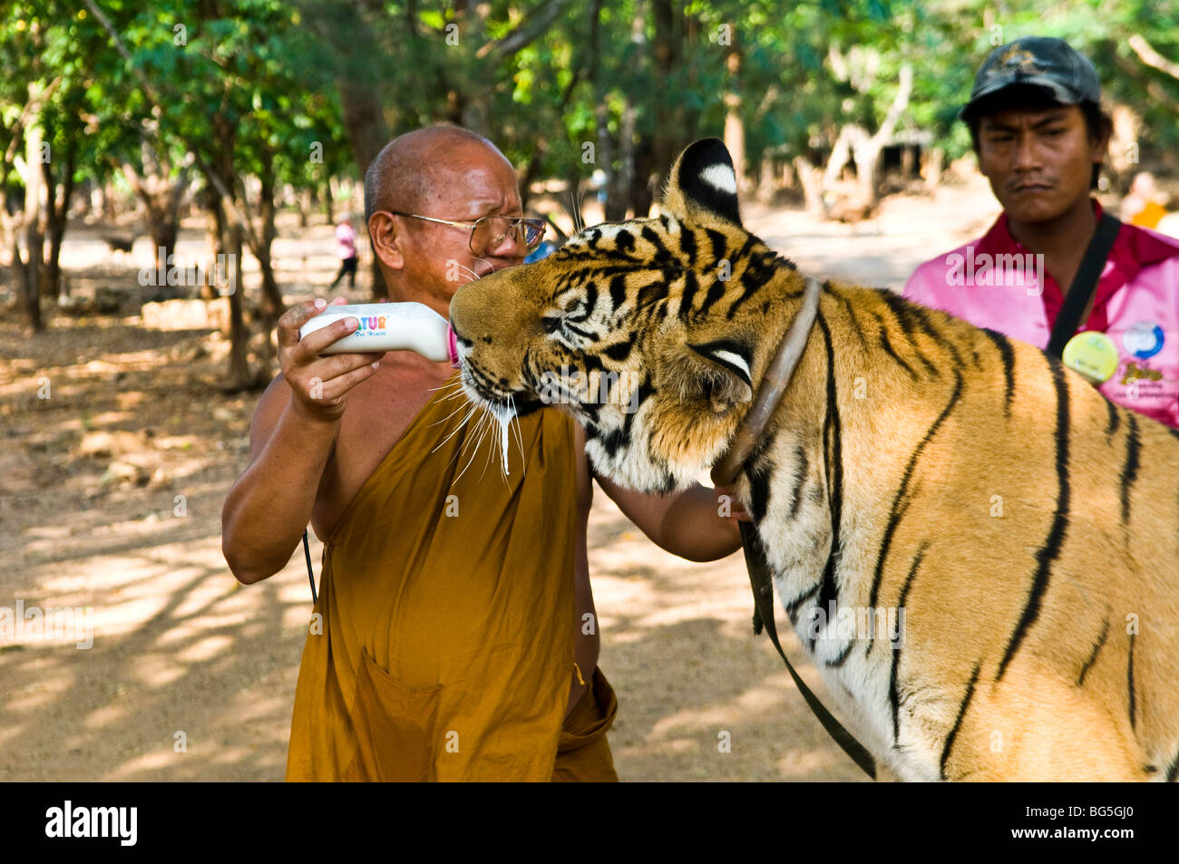 Ein junger Tiger wird von einem der Tempel Mönche zugeführt. Stockfoto