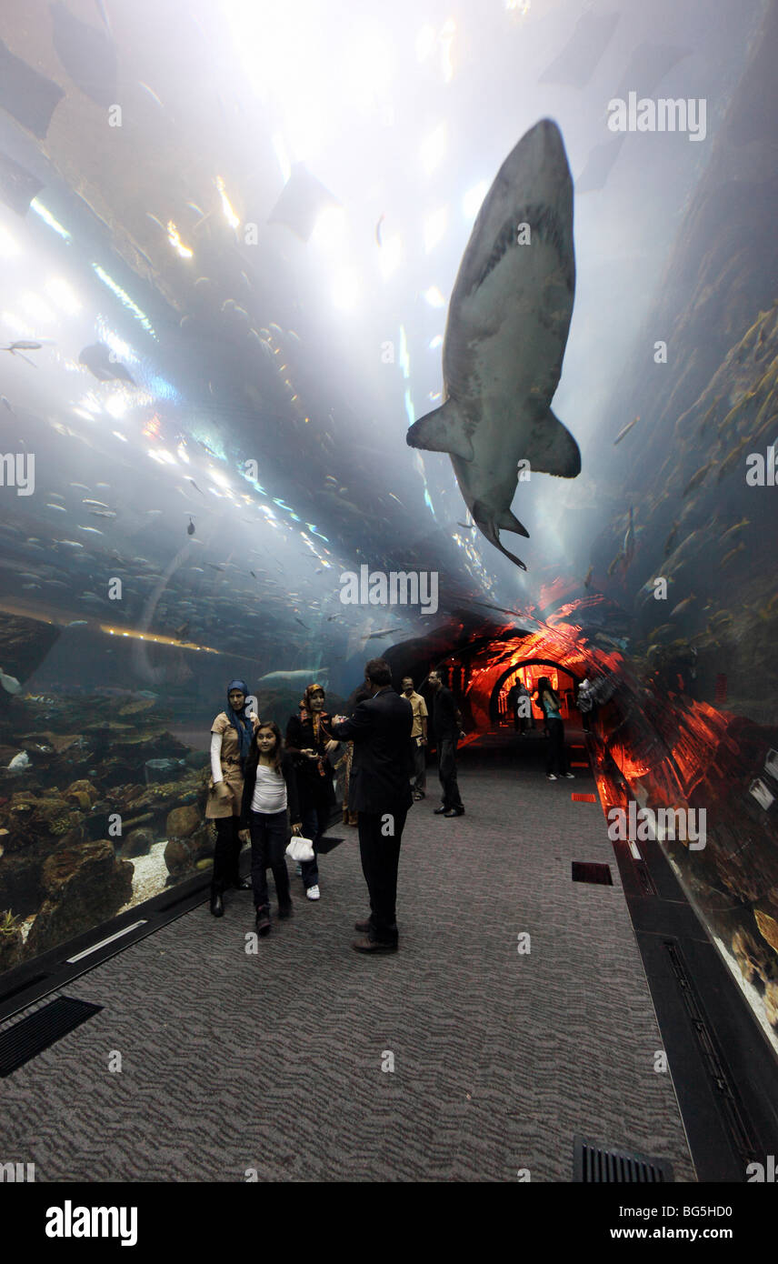 Besucher im Dubai Aquarium in der Mall von Dubai, Vereinigte Arabische Emirate Stockfoto