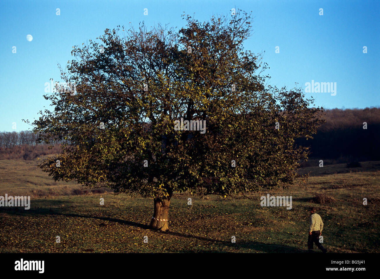 eine Person gehen an einen Baum, blauer Himmel und Mond im Herbst-Saison Stockfoto